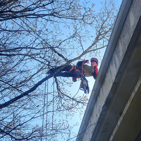 Max Ellis — Élagage Vendée