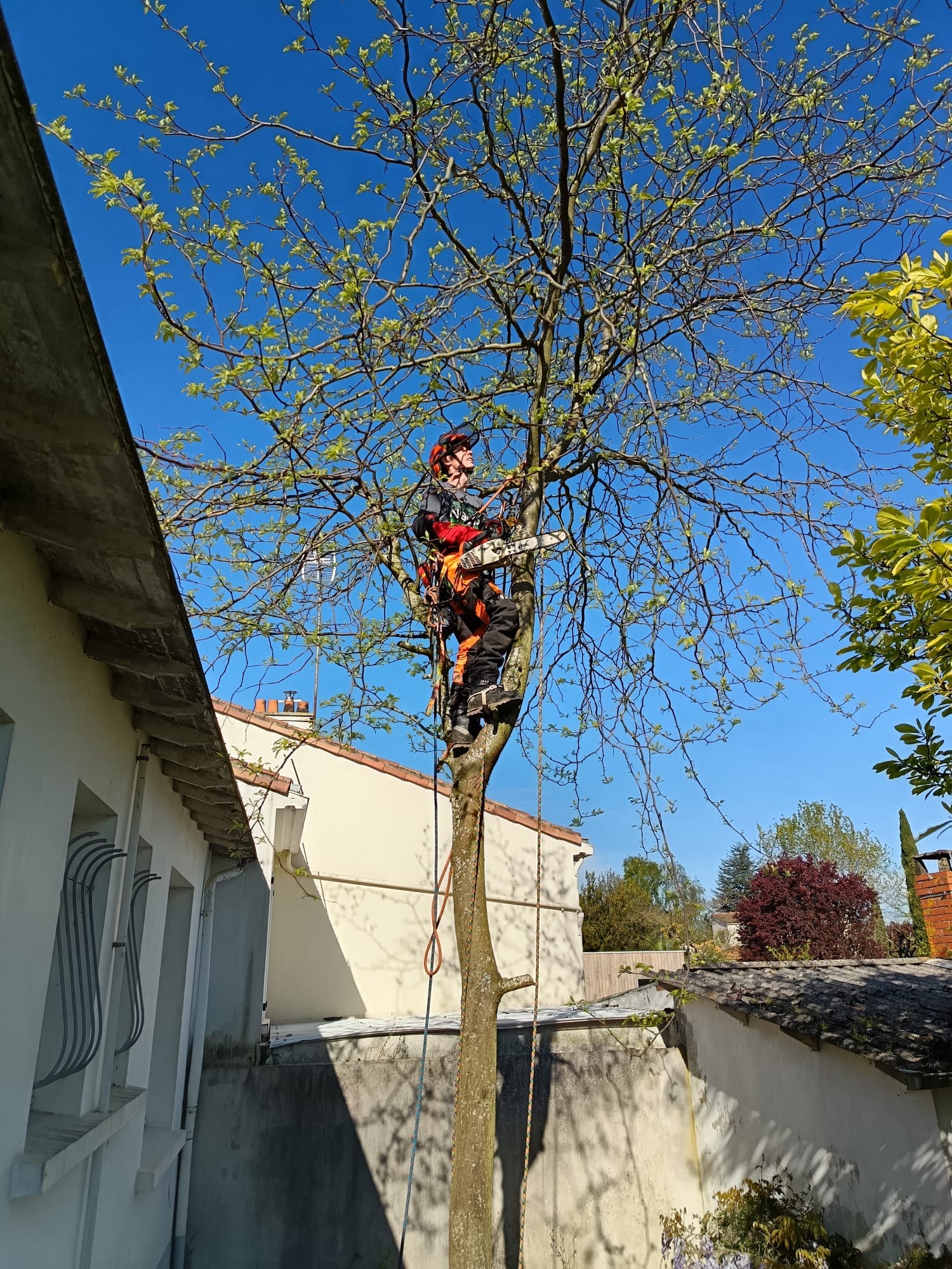 Démontage sécurisé d'un arbre à Luçon
