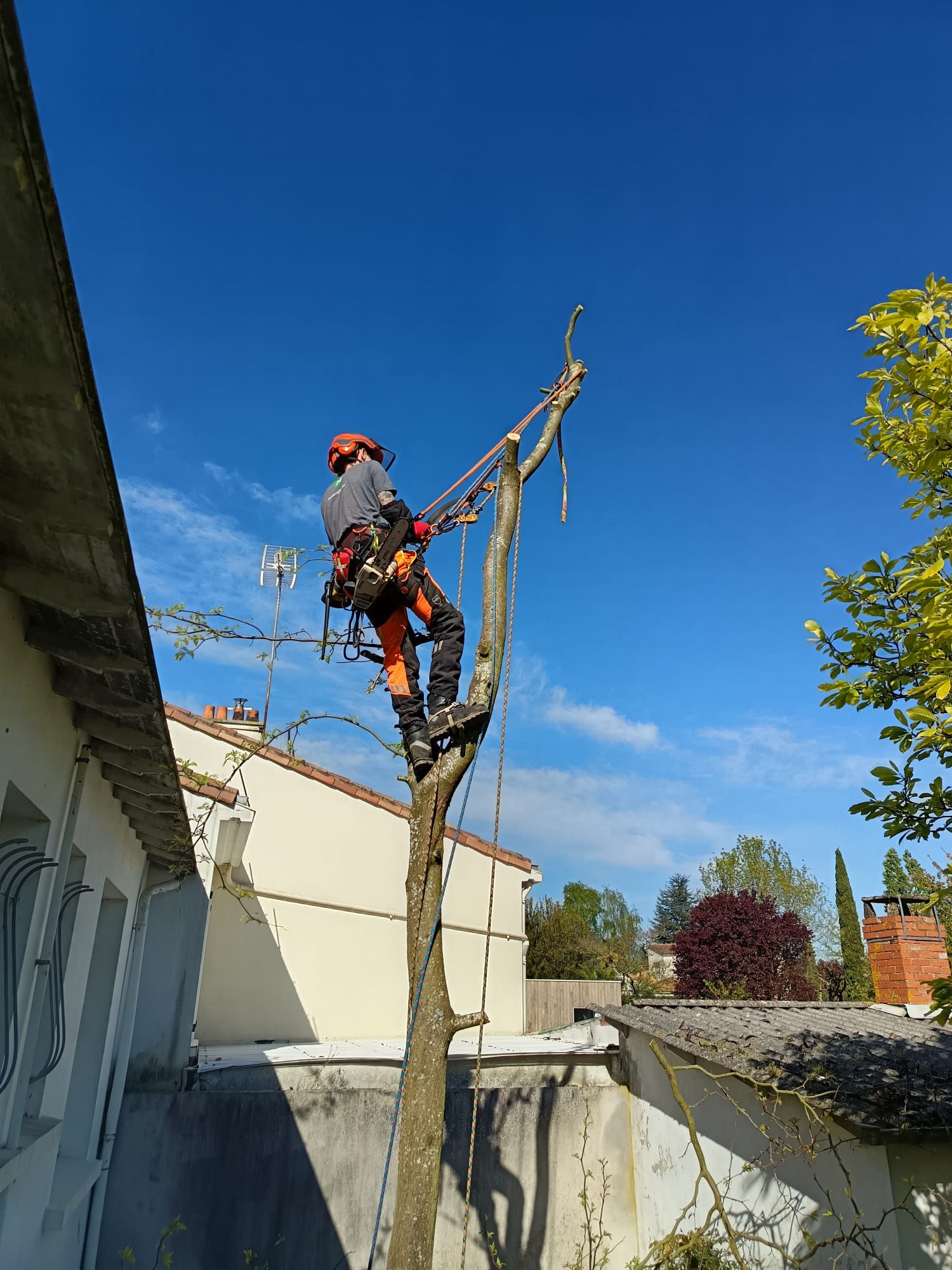 Descente contrôlée des branches