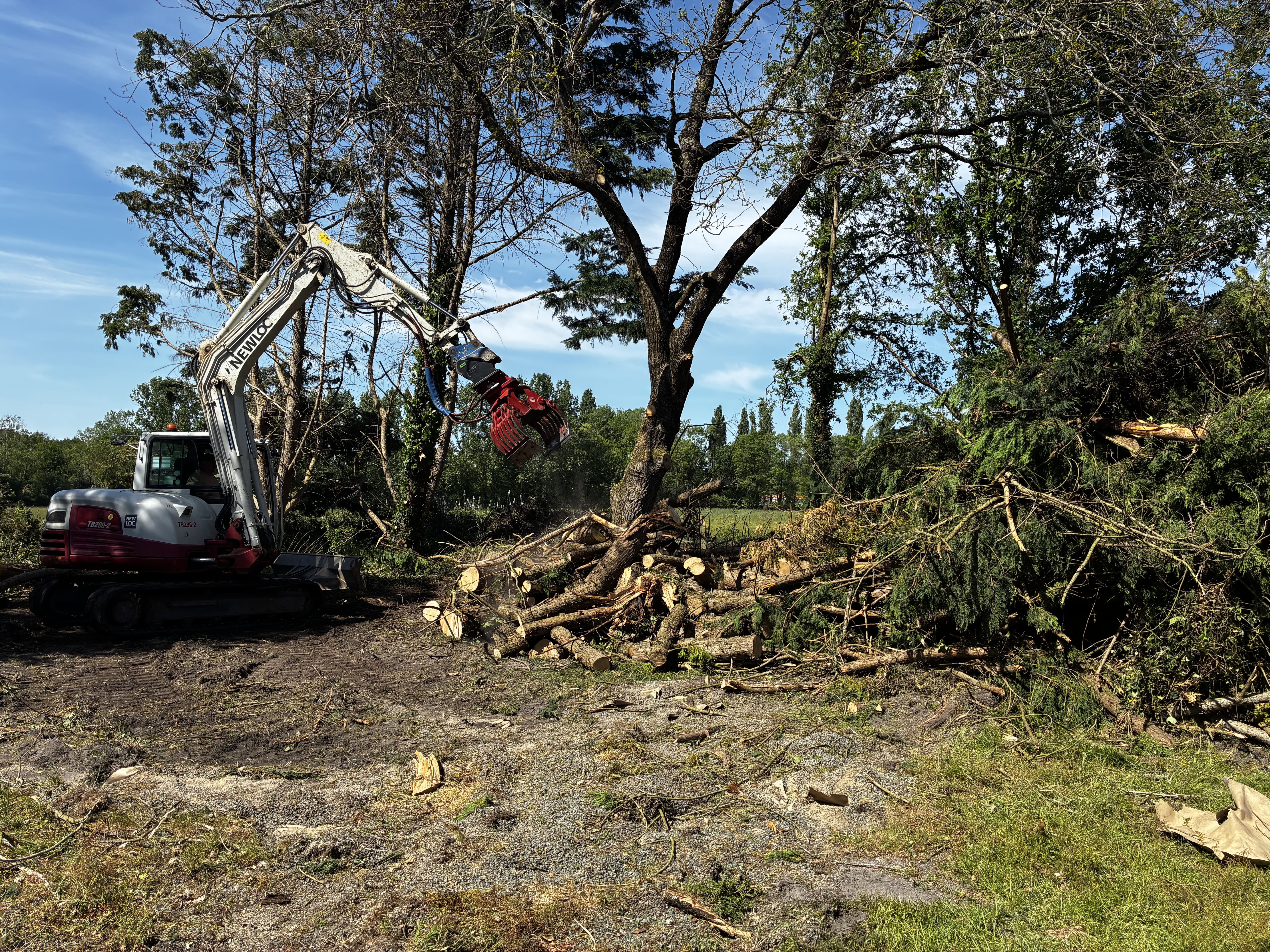 Abattage directionnel de cupressus à Notre-Dame-de-Riez